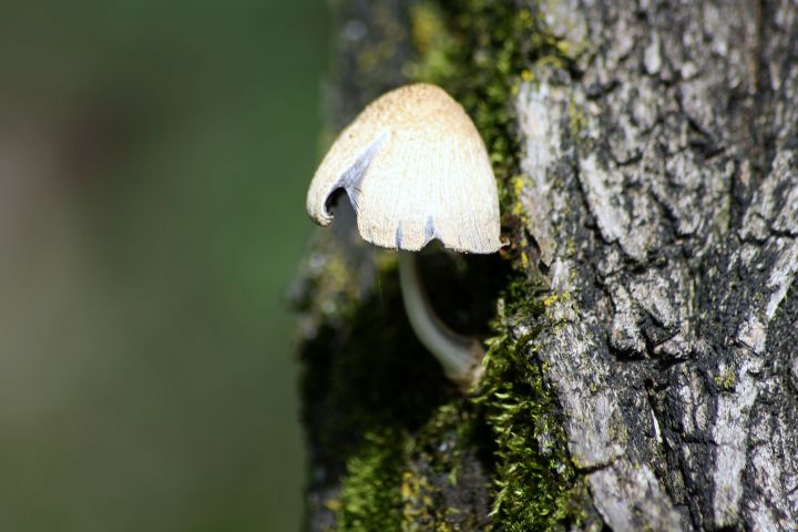 Funghi del parco del ticino da ID